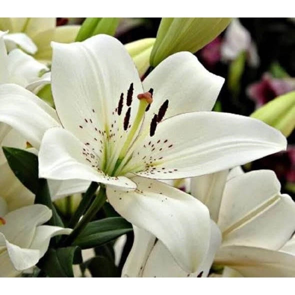 Sementes de Lírios Coloridos – Kit com 100 Unidades