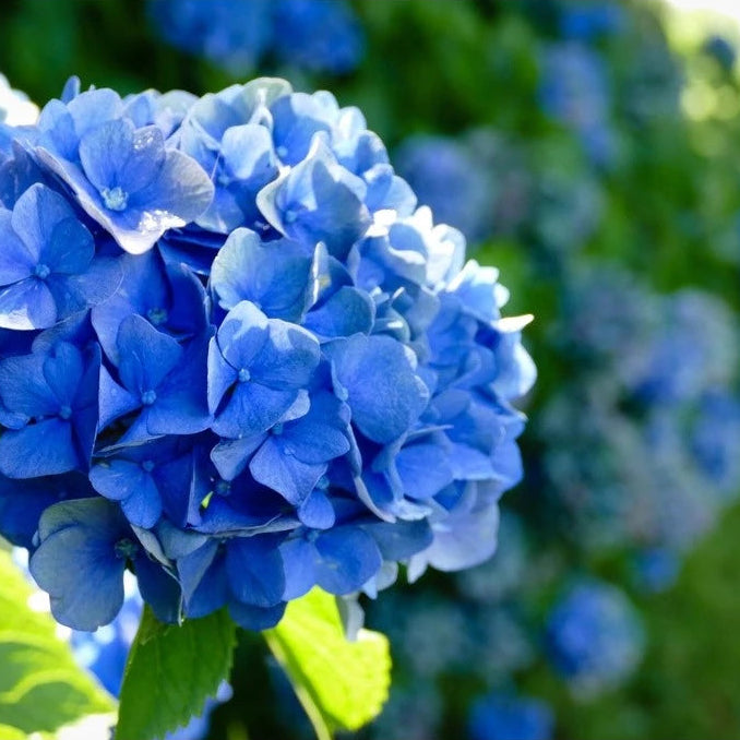 Sementes de Hortênsia Azul – Kit com 200 Unidades