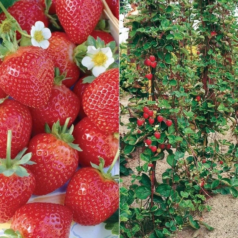 Sementes de Morango Trepador – Kit com 200 Unidades