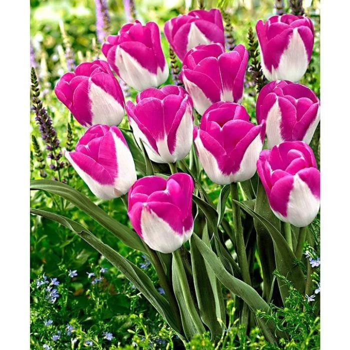 Sementes de Tulipa Monte Carlo – Kit com 100 Unidades