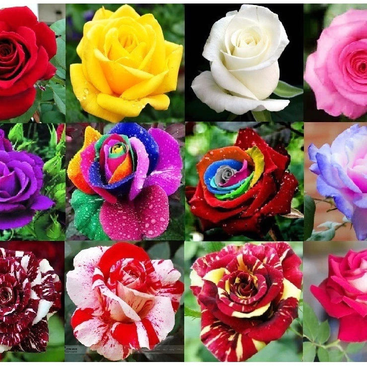 Sementes de Rosas Coloridas – Kit 450 Unidades