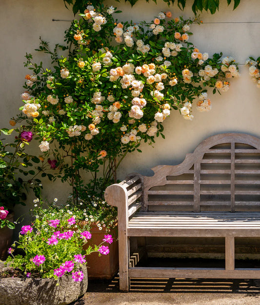 Sementes de Rosas Trepadeiras Coloridas – Kit com 250 Unidades