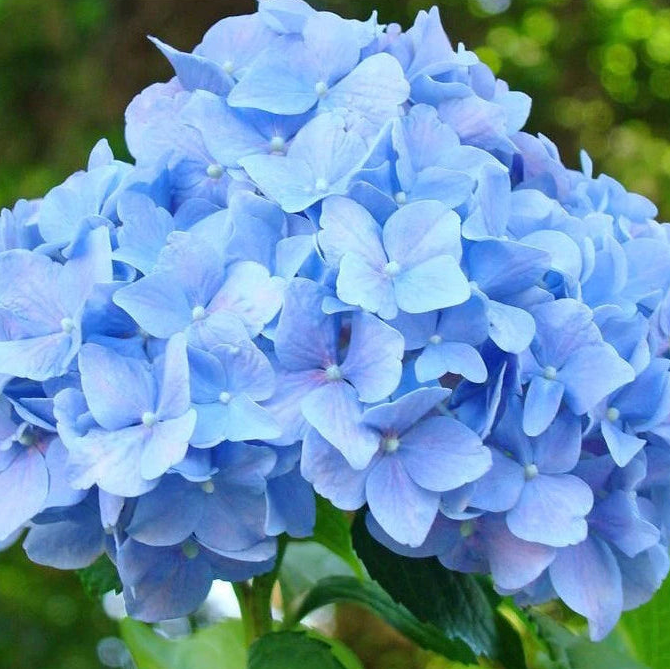 Sementes de Hortênsia Azul – Kit com 200 Unidades