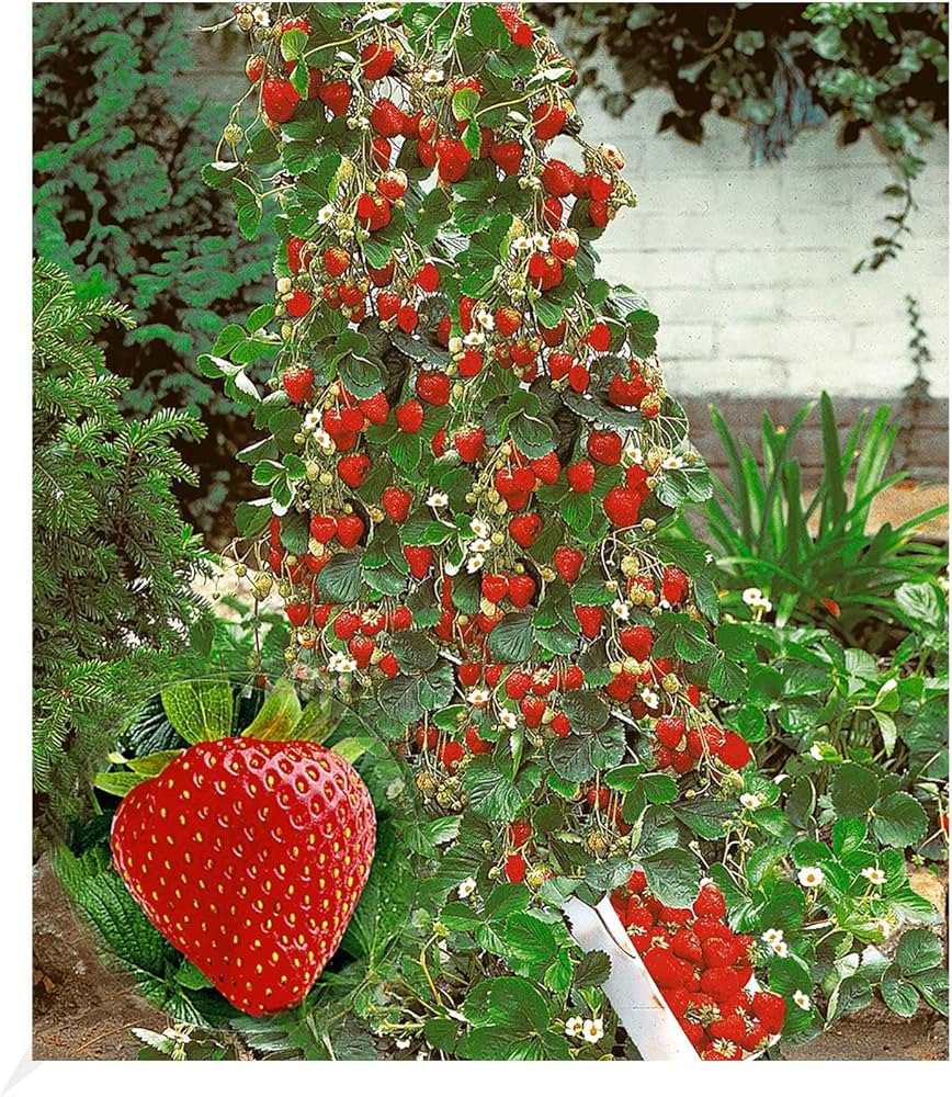 Sementes de Morango Trepador – Kit com 200 Unidades