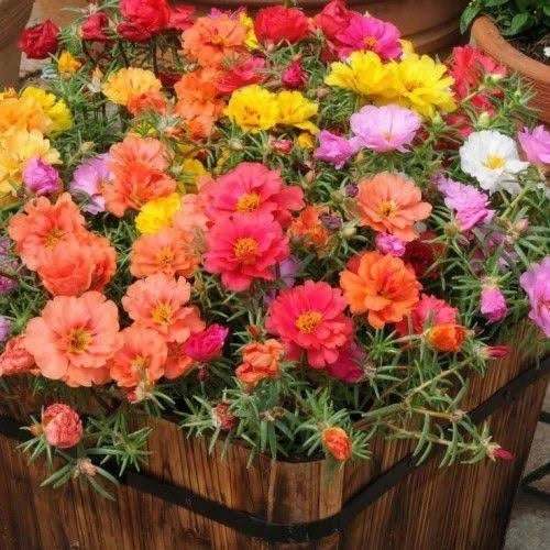 Sementes de Onze-Horas Dobradas Coloridas