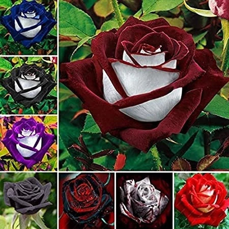 Sementes de Rosas Coloridas – Kit 450 Unidades