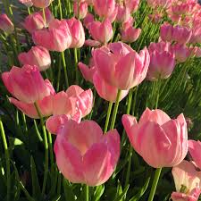 Sementes de Tulipa Monte Carlo – Kit com 100 Unidades
