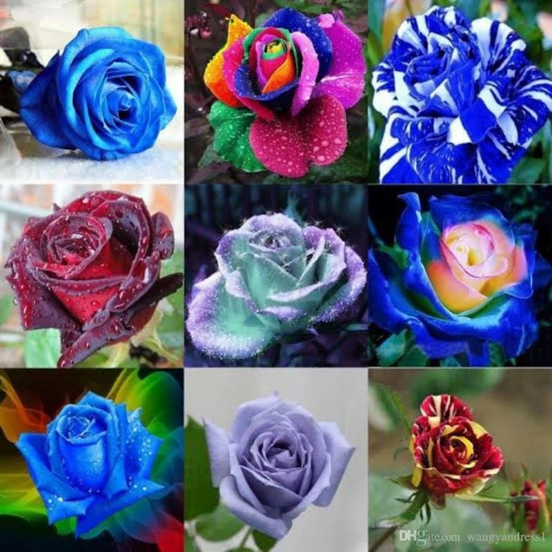 Sementes de Rosas Coloridas – Kit 450 Unidades