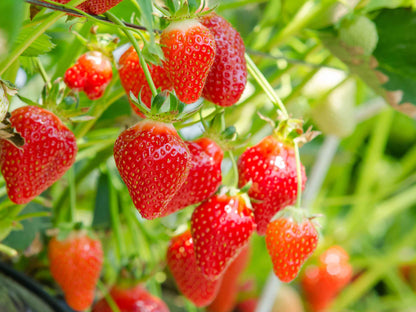 Sementes de Morango Trepador – Kit com 200 Unidades