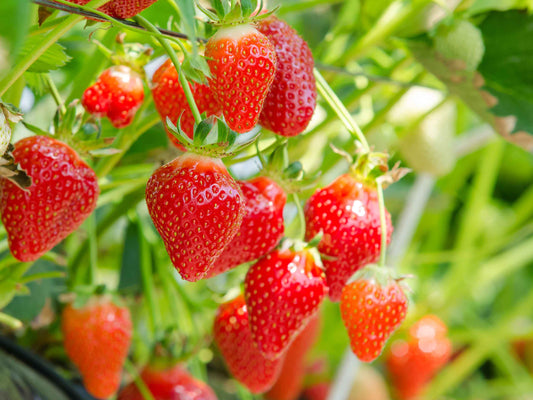 Sementes de Morango Trepador – Kit com 200 Unidades