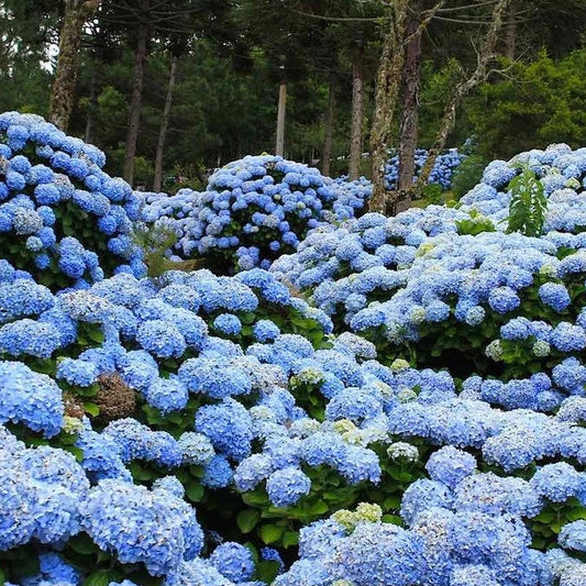 Sementes de Hortênsia Azul – Kit com 200 Unidades