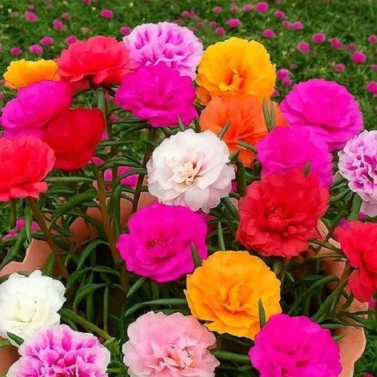 Sementes de Onze-Horas Dobradas Coloridas