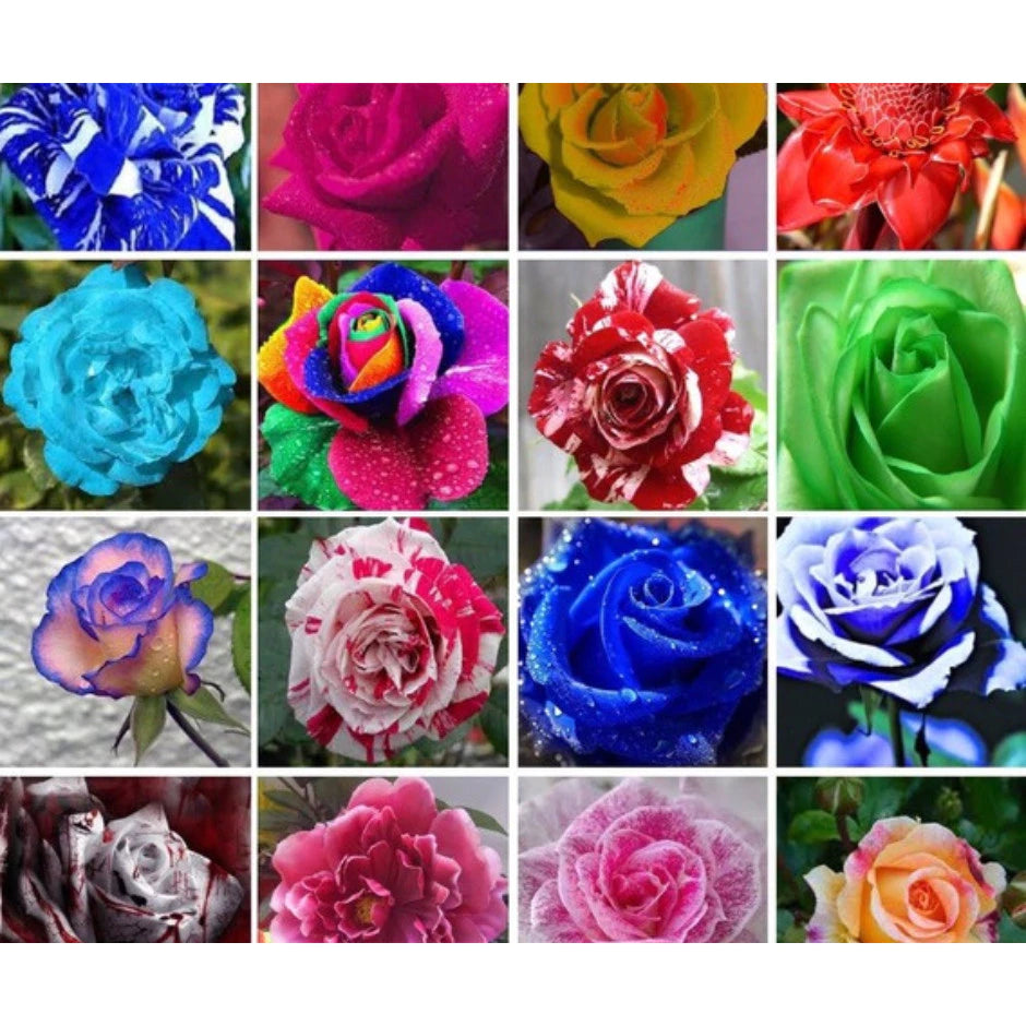 Sementes de Rosas Coloridas – Kit 450 Unidades