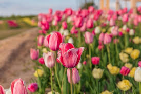 Sementes de Tulipa Monte Carlo – Kit com 100 Unidades