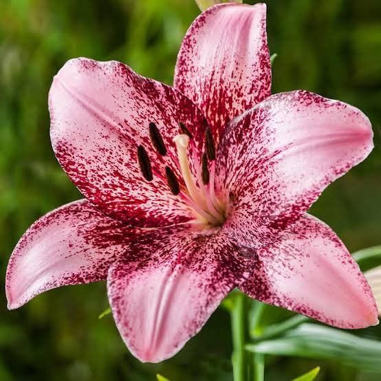 Sementes de Lírios Coloridos – Kit com 100 Unidades