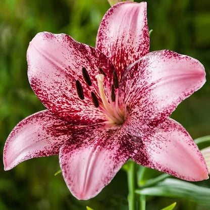 Sementes de Lírios Coloridos – Kit com 100 Unidades