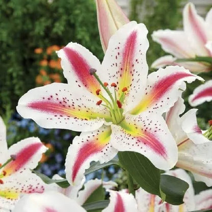 Sementes de Lírios Coloridos – Kit com 100 Unidades