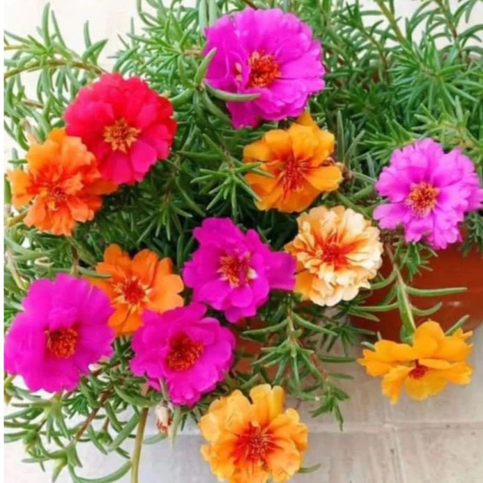 Sementes de Onze-Horas Dobradas Coloridas