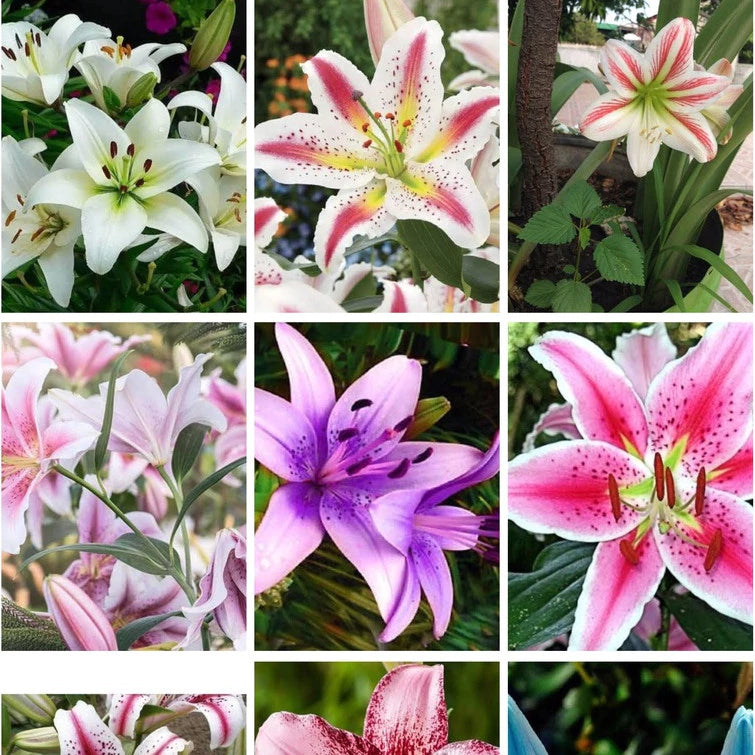 Sementes de Lírios Coloridos – Kit com 100 Unidades