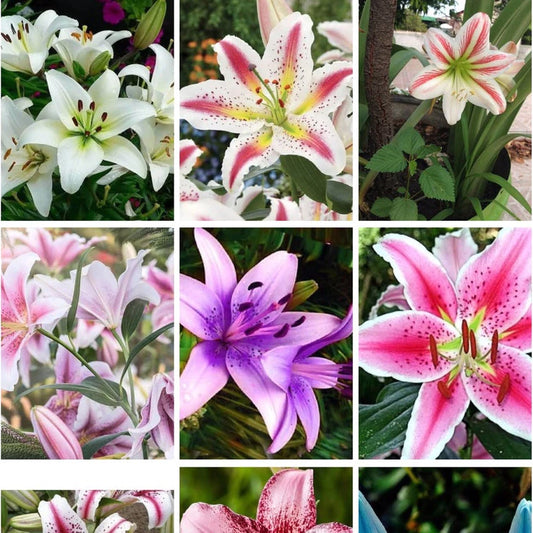 Sementes de Lírios Coloridos – Kit com 100 Unidades