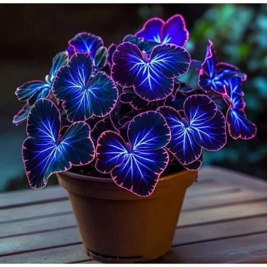 Caladium Horizonte do Encanto – 100 Sementes