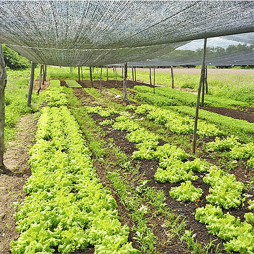 Sombrite 50% ideal para manter suas plantas fortes mesmo no calor ☀️