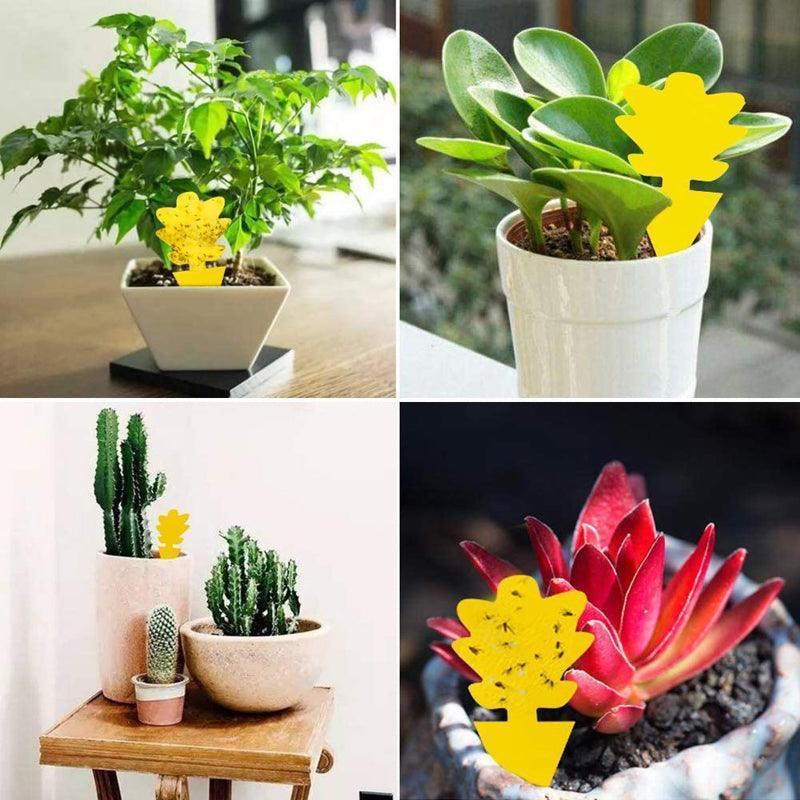 Armadilha para Insetos - 10 unidades Canto do Jardim™