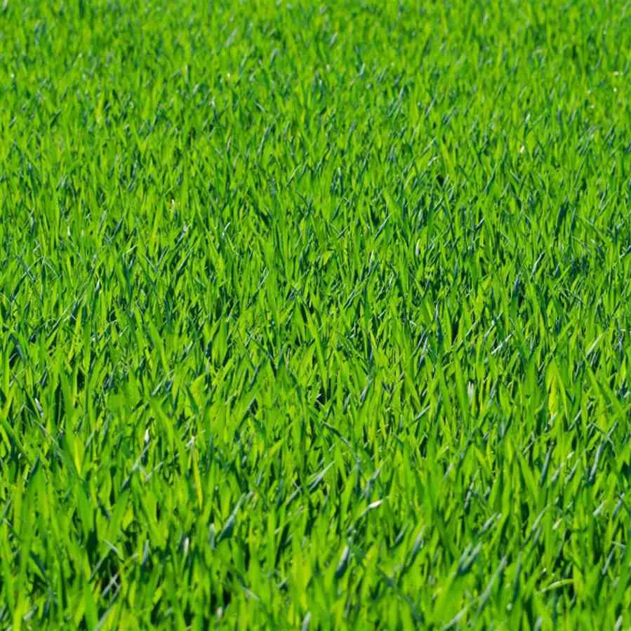 Sementes de Grama São Carlos Premium - 