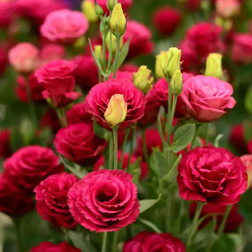 Flor Lisianthus - Beleza Atemporal, Amor Eterno