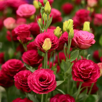 Flor Lisianthus - Beleza Atemporal, Amor Eterno