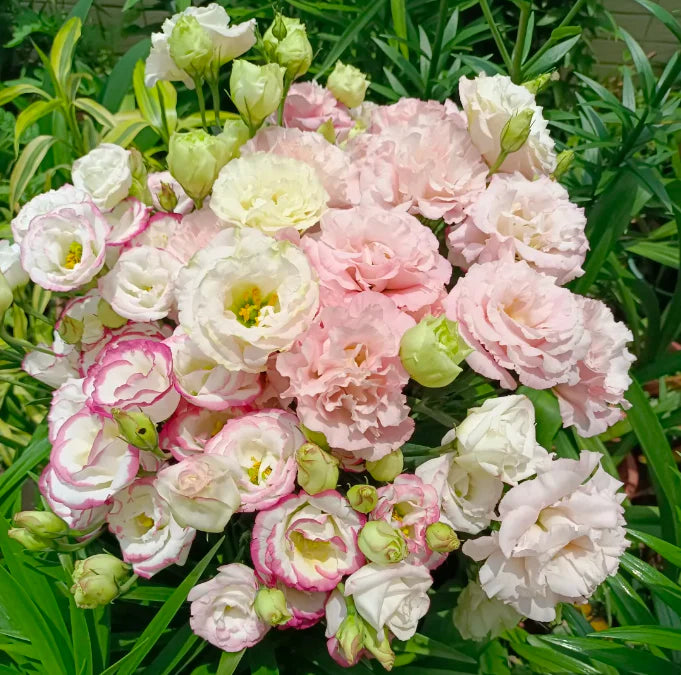 Flor Lisianthus - Beleza Atemporal, Amor Eterno