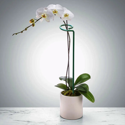 Suas Plantas Mais Grandiosas e Vivas -  Suportes Canto do Jardim™ (Perfeito para Orquídeas, Flores e Rosas)
