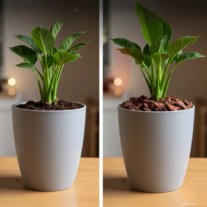 Casca de Pinus Natural para Jardim